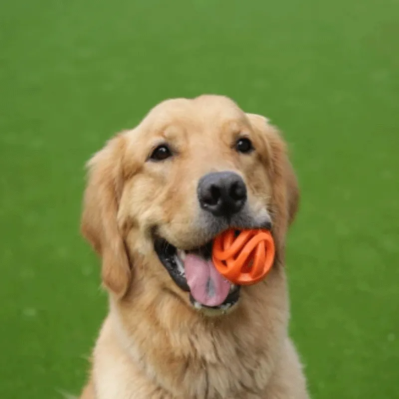 Pelotas para Perros Chuckit! Air Fetch Ball